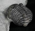 Rare Eifel Geesops Trilobite - Germany #27435-2